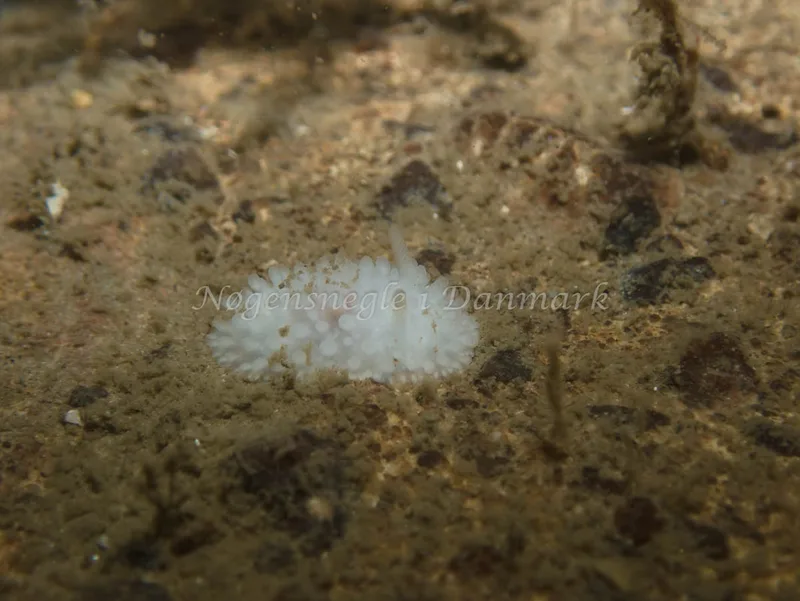 Onchidoris muricata - Hven Prammen (Vrag) - Øresund - Foto: Kenneth Krull