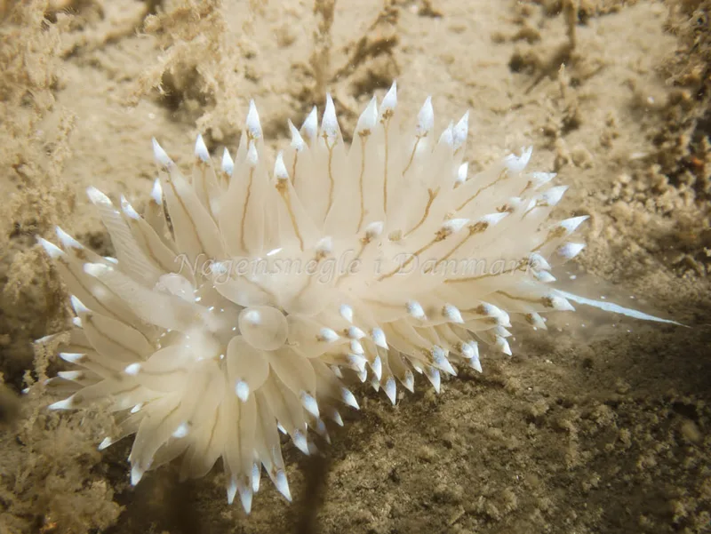Antiopella cristata - Hven Prammen (Vrag) - Øresund - Foto: Kenneth Krull