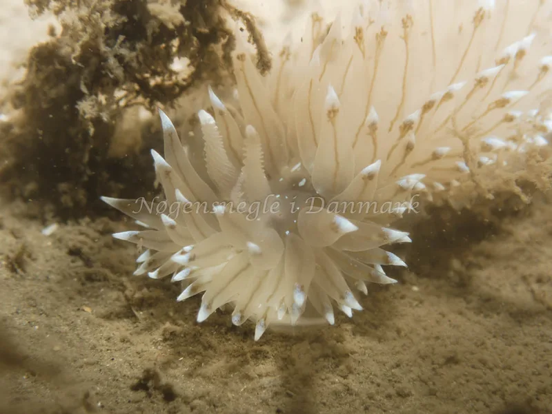Antiopella cristata - Hven Prammen (Vrag) - Øresund - Foto: Kenneth Krull