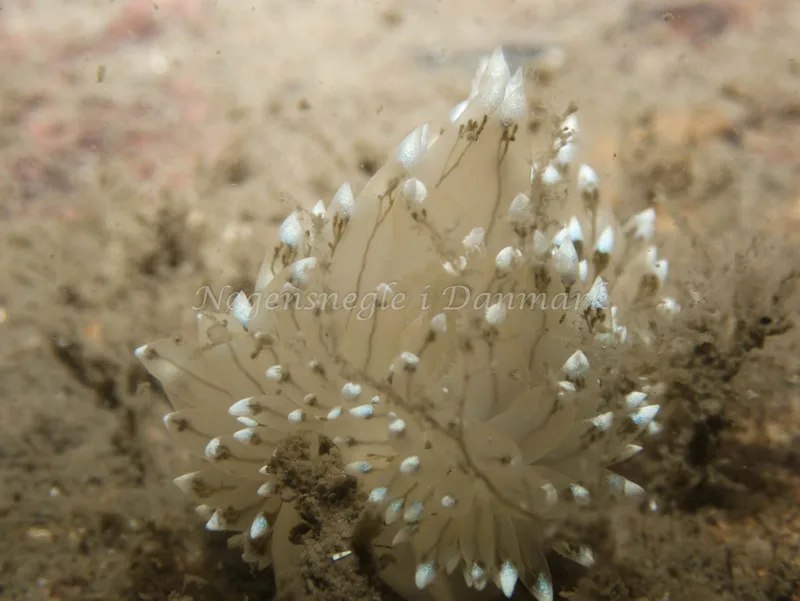 Antiopella cristata - Hven Prammen (Vrag) - Øresund - Foto: Kenneth Krull