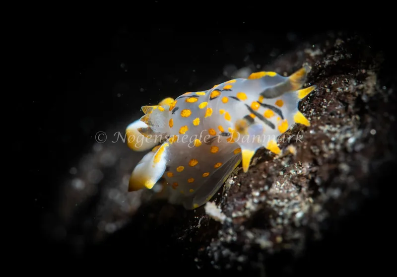 Polycera quadrilineata - Ammoniakhavnen - Foto: Tina Hindal