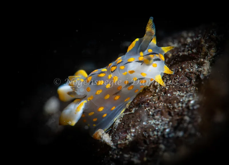 Polycera quadrilineata - Ammoniakhavnen - Foto: Tina Hindal