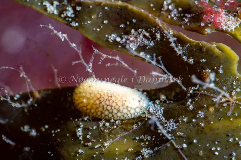 Onchidoris muricata - Ammoniakhavnen - Foto: Tina Hindal