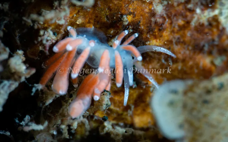 Microchlamylla gracilis - Ammoniakhavnen - Foto: Tina Hindal