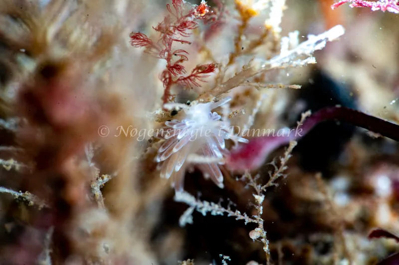 Cuthonella concinna - Ammoniakhavnen - Foto: Tina Hindal