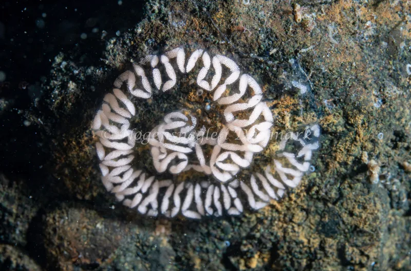 Æg fra Aeolidia papillosa - Ammoniakhavnen - Foto: Tina Hindal