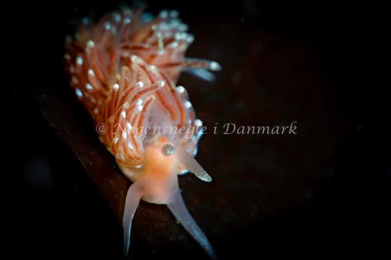 Facelina bostoniensis - Ammoniakhavnen - Foto: Tina Hindal