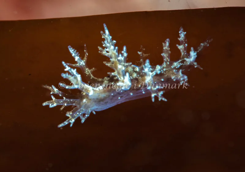 Dendronotus frondosus - Ammoniakhavnen - Foto: Tina Hindal