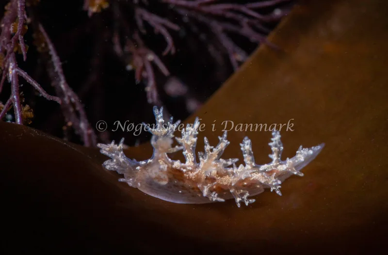 Dendronotus frondosus - Ammoniakhavnen - Foto: Tina Hindal