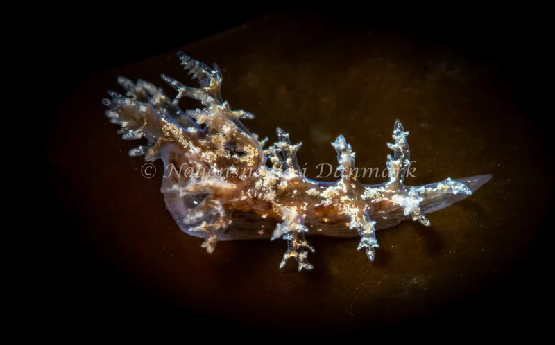 Dendronotus frondosus - Ammoniakhavnen - Foto: Tina Hindal