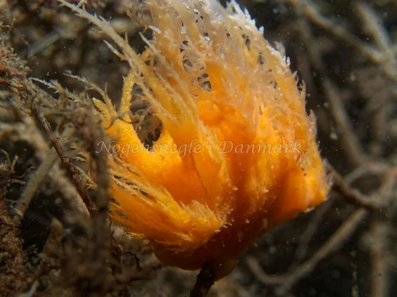 Dendronotus europaeus - Hven Prammen - Foto: Kenneth Krull