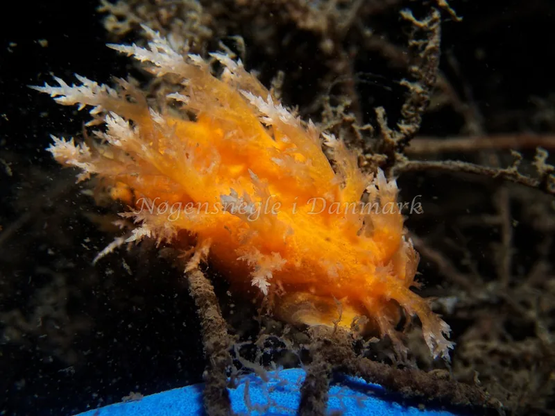 Dendronotus europaeus - Hven Prammen - Foto: Kenneth Krull