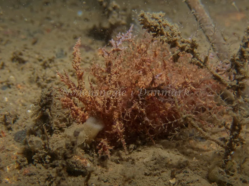 Dendronotus europaeus - Hven Prammen - Foto: Kenneth Krull