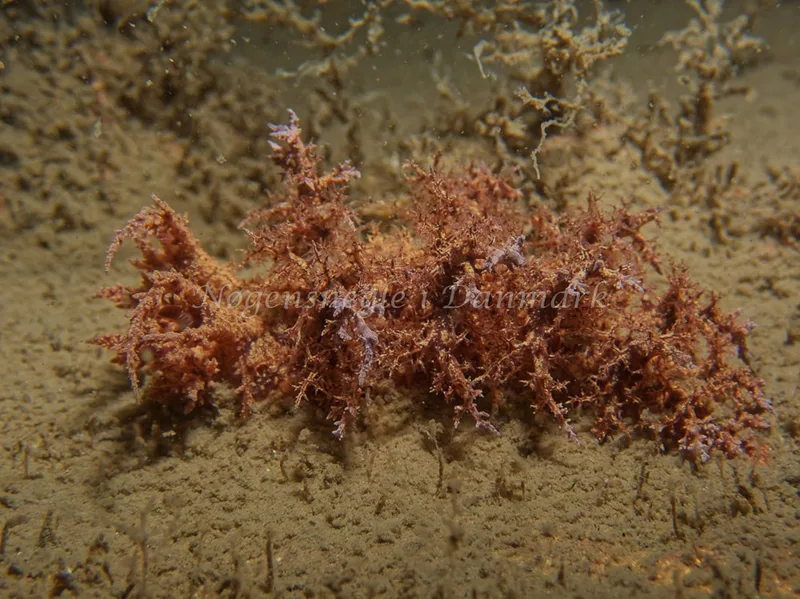 Dendronotus europaeus - Hven Prammen - Foto: Kenneth Krull