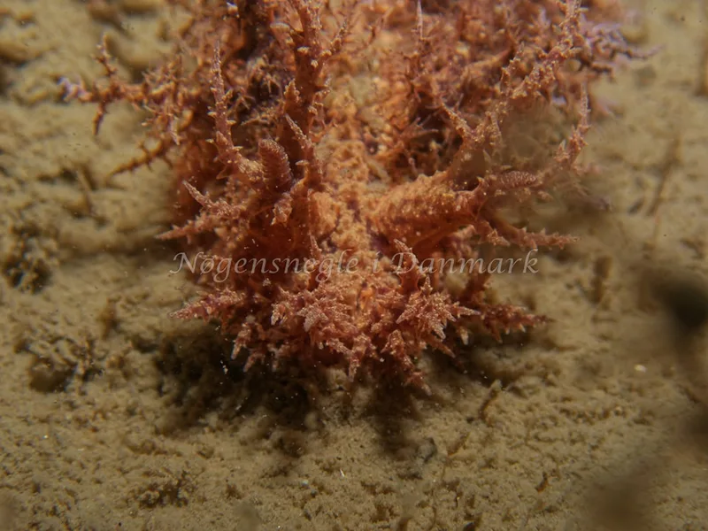 Dendronotus europaeus - Hven Prammen - Foto: Kenneth Krull