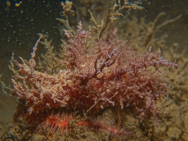 Dendronotus europaeus - Hven Prammen - Foto: Kenneth Krull