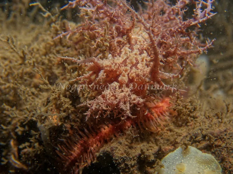 Dendronotus europaeus - Hven Prammen - Foto: Kenneth Krull