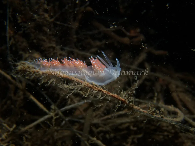 Coryphella verrucosa rufibranchialis - Hven Prammen - Foto: Kenneth Krull