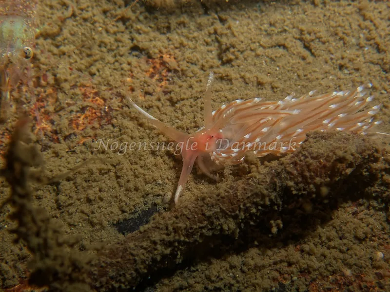 Facelina bostoniensis - Hven Prammen - Foto: Kenneth Krull