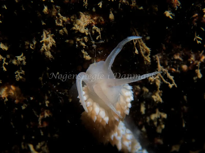 Coryphella verrucosa - Hven Prammen - Foto: Kenneth Krull
