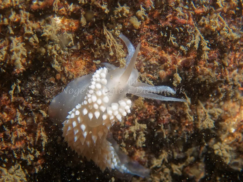 Coryphella verrucosa - Hven Prammen - Foto: Kenneth Krull