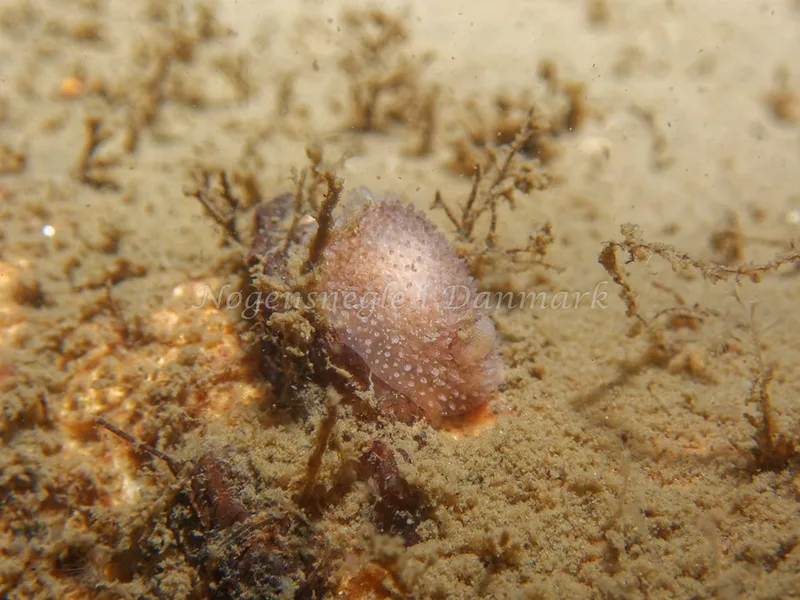 Acanthodoris pilosa - Hven Prammen - Foto: Kenneth Krull