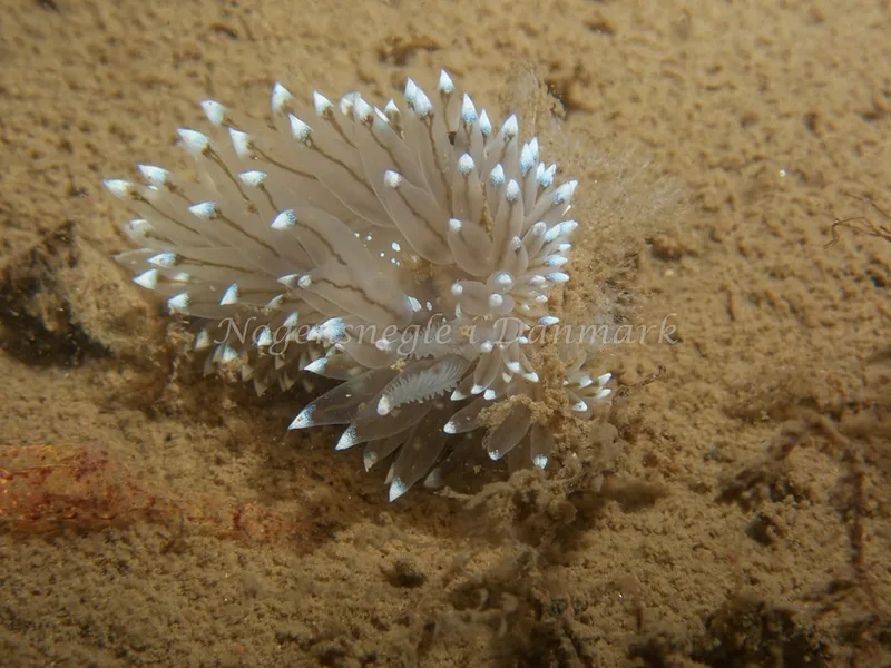 Antiopella cristata - Hven Prammen - Foto: Kenneth Krull