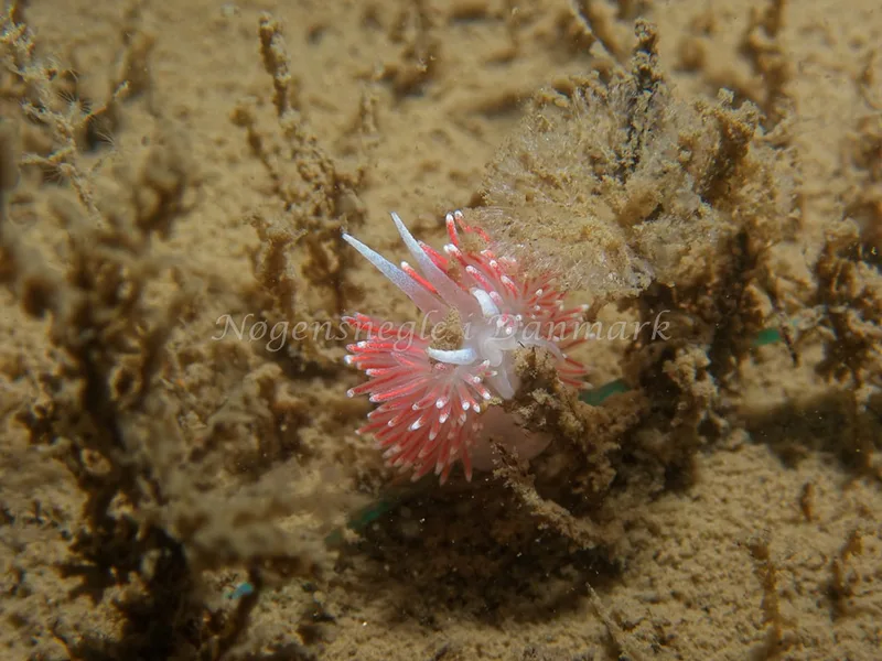 Carronella pellucida - Hven Prammen - Foto: Kenneth Krull