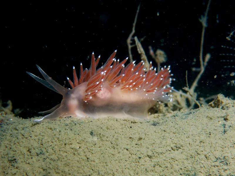Billede af nøgensneglen Borealea nobilis 