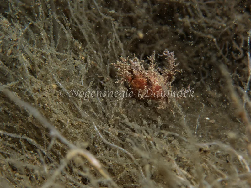 Dendronotus frondosus - Otto S/S (Vrag) - Foto: Kenneth Krull