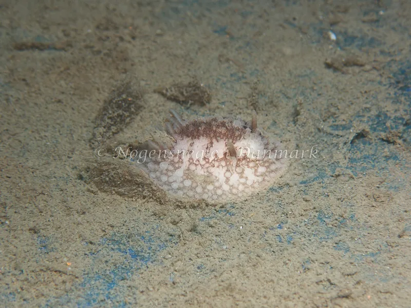 Onchidoris bilamellata - Bjugnfjord (Vrag) - Foto: Kenneth Krull