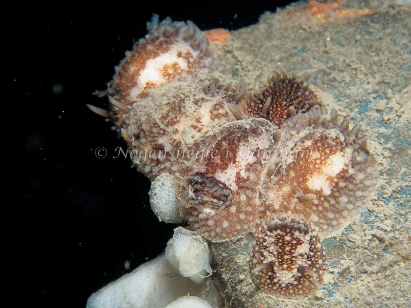 Onchidoris bilamellata - Bjugnfjord (Vrag) - Foto: Kenneth Krull