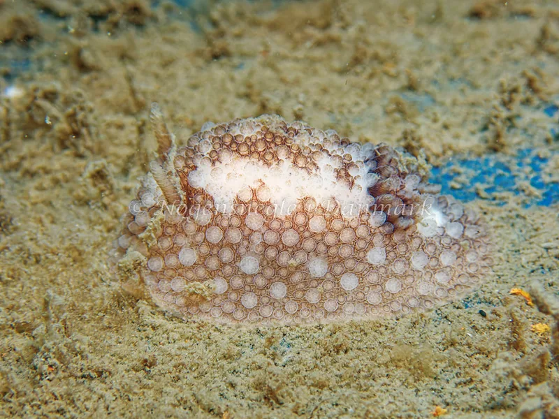 Onchidoris bilamellata - Bjugnfjord (Vrag) - Foto: Kenneth Krull