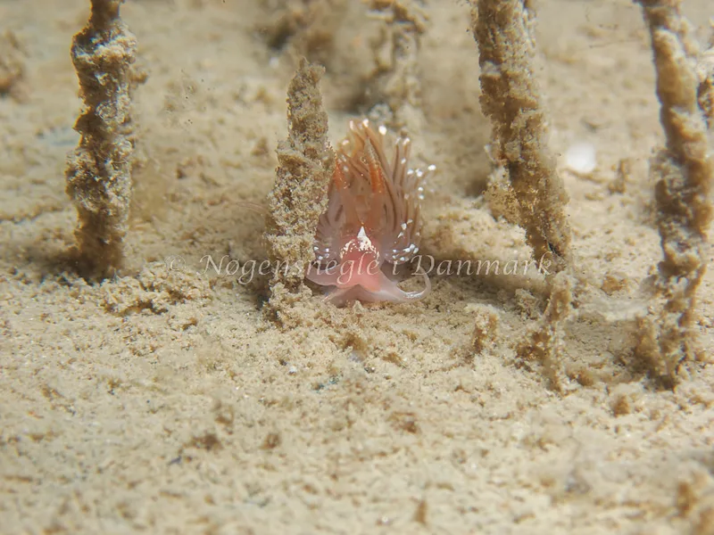 Facelina bostoniensis - Bjugnfjord (Vrag) - Foto: Kenneth Krull
