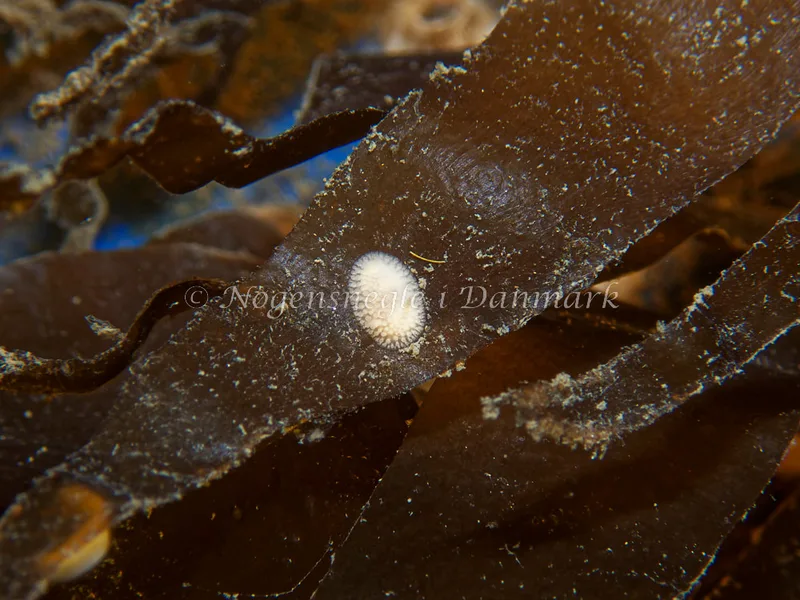 Onchidoris muricata - Bjugnfjord (Vrag) - Foto: Kenneth Krull