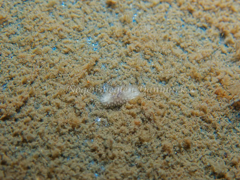 Onchidoris muricata - Bjugnfjord (Vrag) - Foto: Kenneth Krull