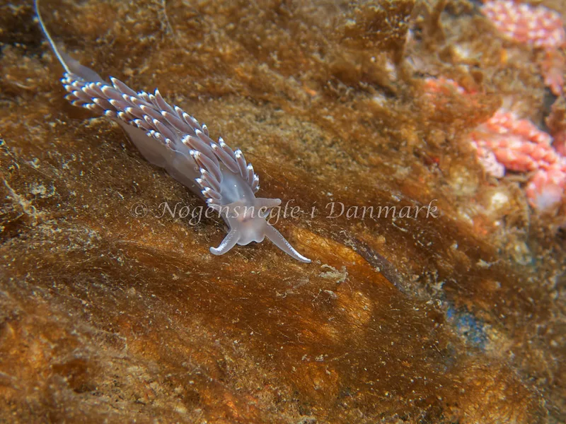 Coryphella verrucosa - Bjugnfjord (Vrag) - Foto: Kenneth Krull