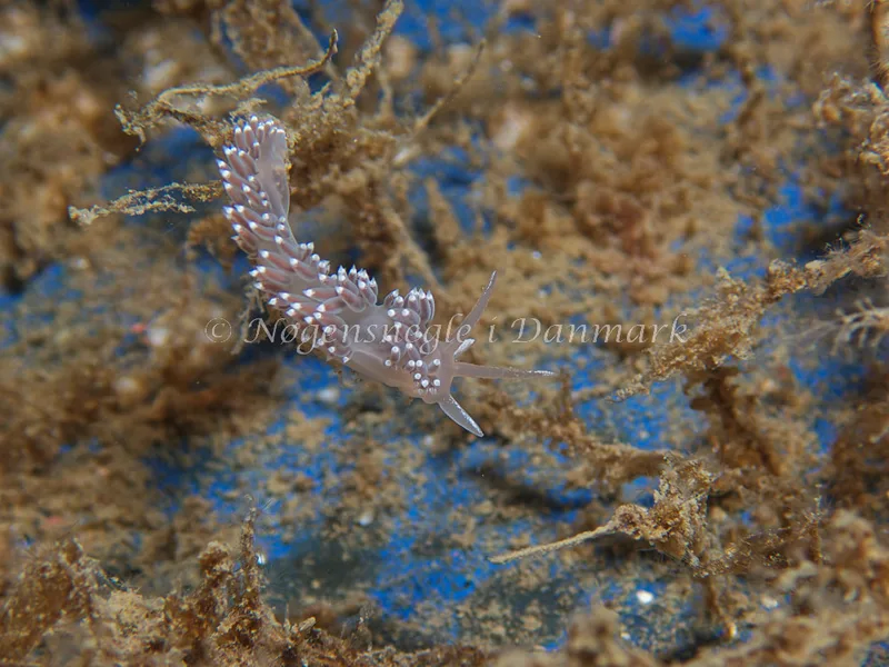 Coryphella verrucosa - Bjugnfjord (Vrag) - Foto: Kenneth Krull