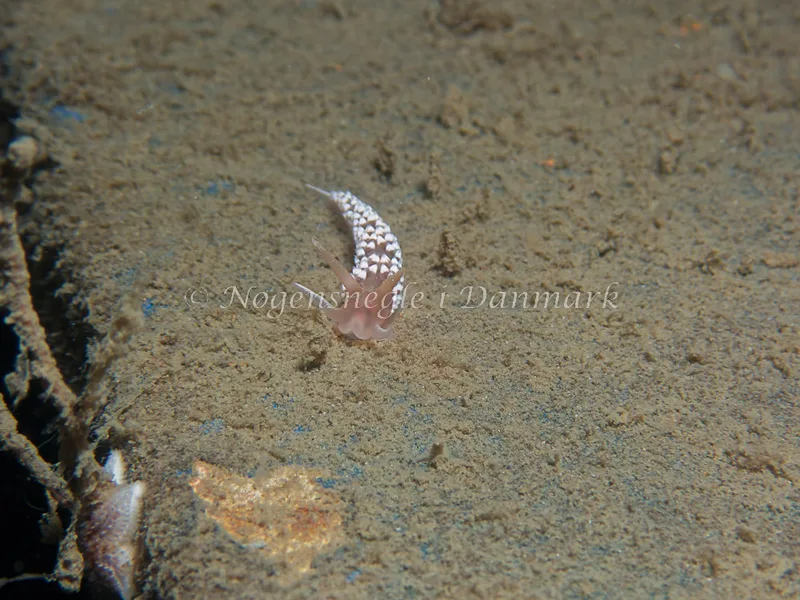 Coryphella verrucosa - Bjugnfjord (Vrag) - Foto: Kenneth Krull