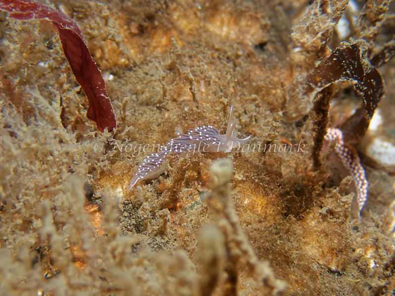 Coryphella verrucosa - Bjugnfjord (Vrag) - Foto: Kenneth Krull