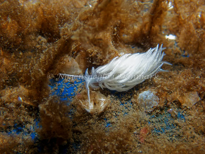 Favorinus blianus - Bjugnfjord (Vrag) - Foto: Kenneth Krull