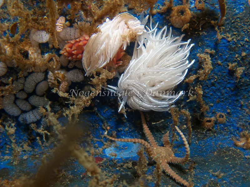 Favorinus blianus - Bjugnfjord (Vrag) - Foto: Kenneth Krull