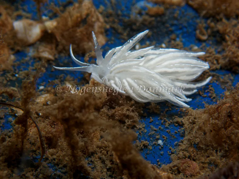 Favorinus blianus - Bjugnfjord (Vrag) - Foto: Kenneth Krull