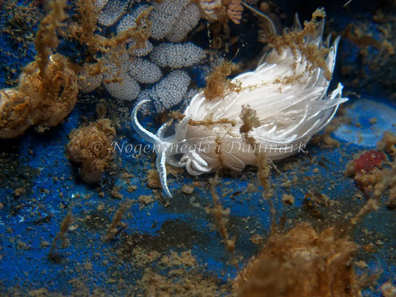 Favorinus blianus - Bjugnfjord (Vrag) - Foto: Kenneth Krull