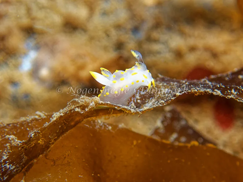 Polycera quadrilineata - Bjugnfjord (Vrag) - Foto: Kenneth Krull