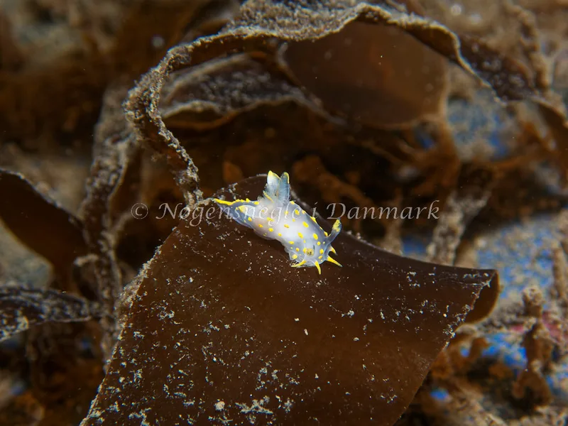 Polycera quadrilineata - Bjugnfjord (Vrag) - Foto: Kenneth Krull