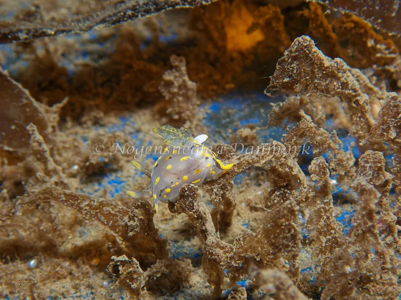 Polycera quadrilineata - Bjugnfjord (Vrag) - Foto: Kenneth Krull