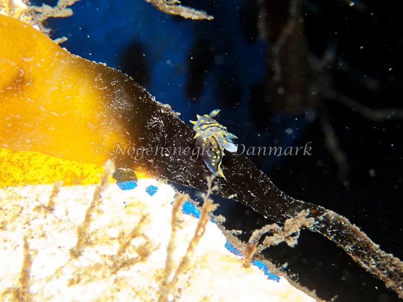Polycera quadrilineata - Bjugnfjord (Vrag) - Foto: Kenneth Krull