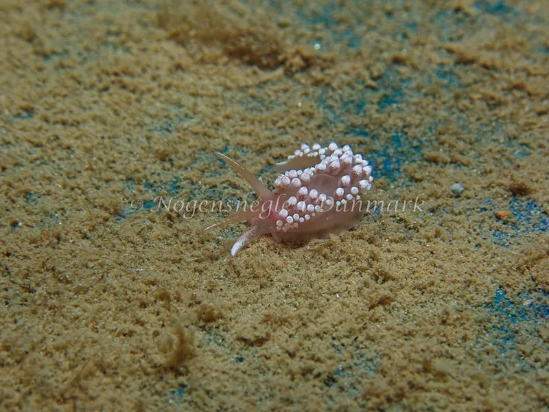 Coryphella verrucosa - Bjugnfjord (Vrag) - Foto: Kenneth Krull