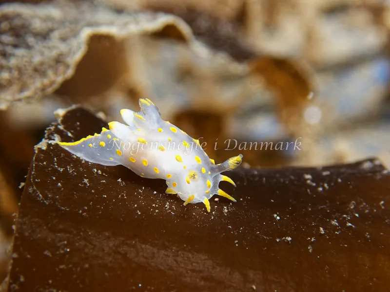 Polycera quadrilineata - Bjugnfjord (Vrag) - Foto: Kenneth Krull